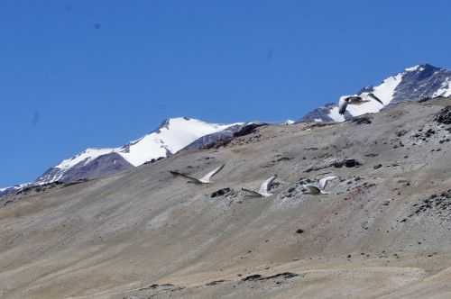 TREKKING IN LADAKH | CHANGTANG 2017